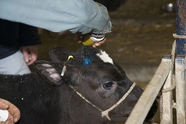 Domestic Cattle, Holstein, calf, with farmer spraying dehorned buds with antiseptic on dairy farm, Cheshire, England