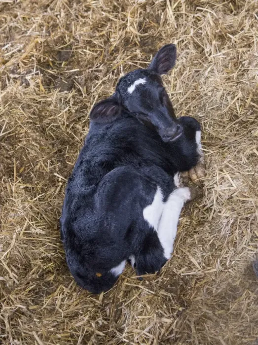 Framed Print : Domestic Cattle, Holstein calf, resting on straw, Rotherham, South Yorkshire, England, February Framed Print : Domestic Cattle, Holstein calf, resting on straw, Rotherham, South Yorkshire, England, February