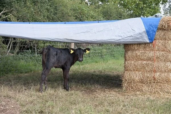 Domestic Cattle, Holstein calf, standing in pasture with outdoor shelter, Nantwich, Cheshire, England, august