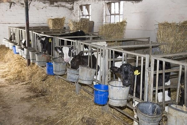Domestic Cattle, Holstein, calves, standing in calf pens on dairy farm, Cheshire, England, February