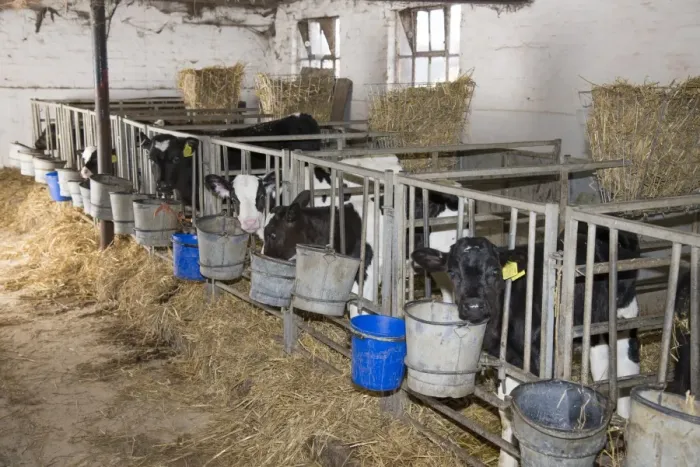 Framed Print : Domestic Cattle, Holstein, calves, standing in calf pens on dairy farm, Cheshire, England, February Framed Print : Domestic Cattle, Holstein, calves, standing in calf pens on dairy farm, Cheshire, England, February