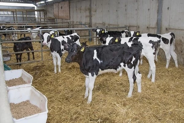 Domestic Cattle, Holstein, calves, standing in straw yard on dairy farm, Lancashire, England, February