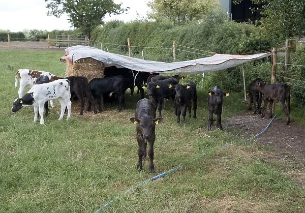 Domestic Cattle, Holstein calves, group standing in pasture with outdoor shelter, Nantwich, Cheshire, England, august
