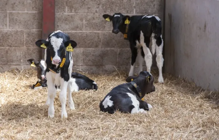 Framed Print : Domestic Cattle, Holstein calves, with ear tags and radio identification collars, in straw yard, Cheshire, England, May Framed Print : Domestic Cattle, Holstein calves, with ear tags and radio identification collars, in straw yard, Cheshire, England, May