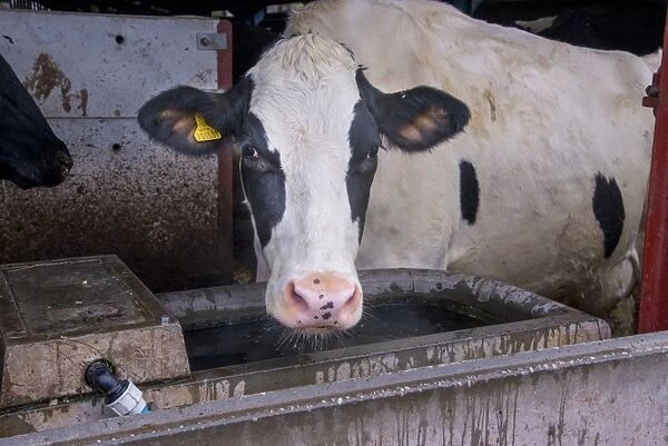 Domestic Cattle, Holstein cow, drinking from concrete water trough in cubicle house, Cheshire, England, January