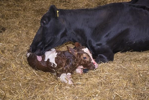 Domestic Cattle, Holstein cow licking newly born Red Holstein bull calf, in straw calving yard, Cheshire, England, May