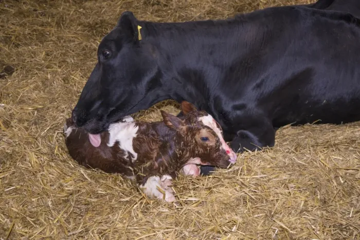 Framed Print : Domestic Cattle, Holstein cow licking newly born Red Holstein bull calf, in straw calving yard, Cheshire, England, May Framed Print : Domestic Cattle, Holstein cow licking newly born Red Holstein bull calf, in straw calving yard, Cheshire, England, May