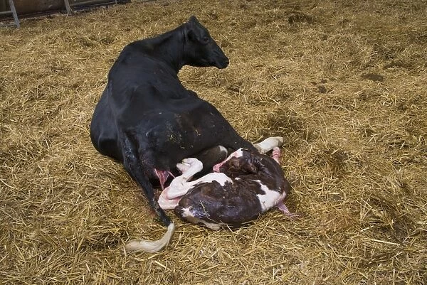 Domestic Cattle, Holstein cow with newly born Red Holstein bull calf, in straw calving yard, Cheshire, England, May