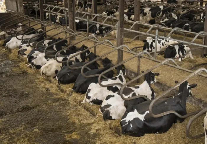 Framed Print : Domestic Cattle, Holstein cows, herd resting in cubicle house on farm, Preston, Lancashire, England, July