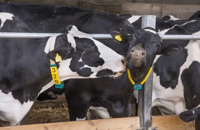 Framed Print : Domestic Cattle, Holstein cows, with radio identification collars, feeding on total mixed ration at feed barrier