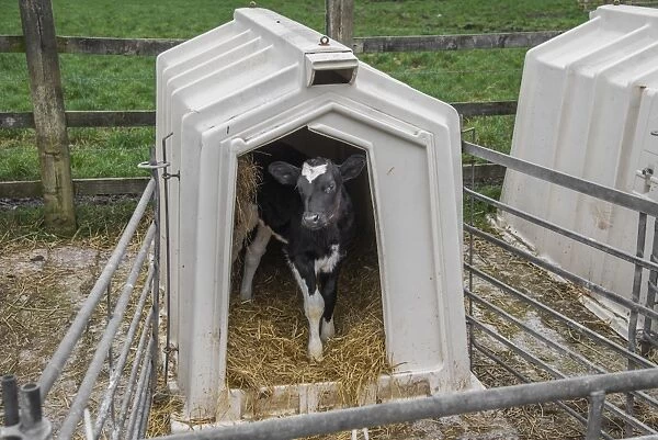 Domestic Cattle, Holstein dairy calf, standing in calf hutch, Cheshire, England, January