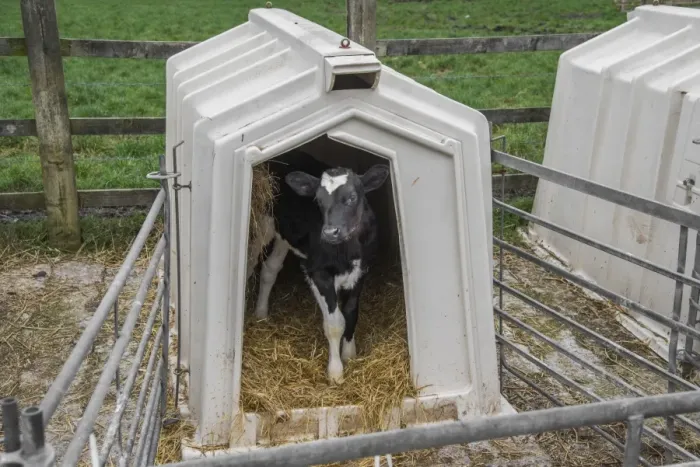 Framed Print : Domestic Cattle, Holstein dairy calf, standing in calf hutch, Cheshire, England, January
