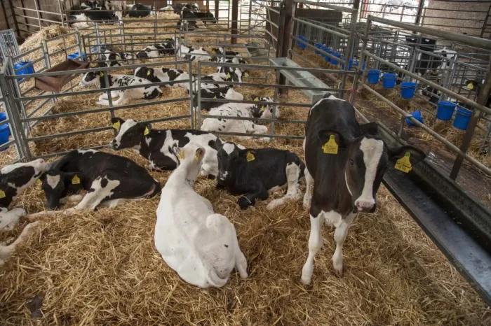 Framed Print : Domestic Cattle, Holstein dairy calves, on straw bedding in pens, Cheshire, England, August Framed Print : Domestic Cattle, Holstein dairy calves, on straw bedding in pens, Cheshire, England, August