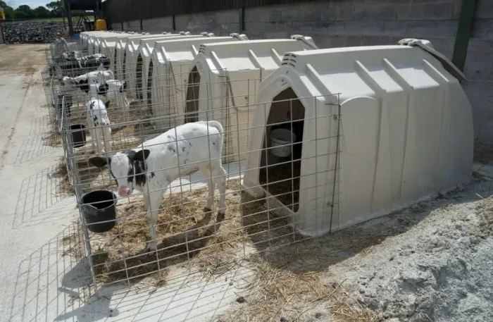 Framed Print : Domestic Cattle, Holstein dairy calves, standing in calf hutches, Flintshire, North Wales, july Framed Print : Domestic Cattle, Holstein dairy calves, standing in calf hutches, Flintshire, North Wales, july