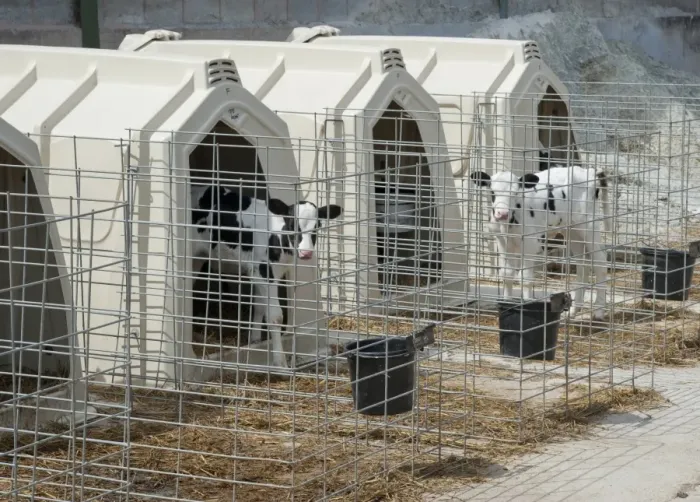 Framed Print : Domestic Cattle, Holstein dairy calves, standing in calf hutches, Flintshire, North Wales, july Framed Print : Domestic Cattle, Holstein dairy calves, standing in calf hutches, Flintshire, North Wales, july