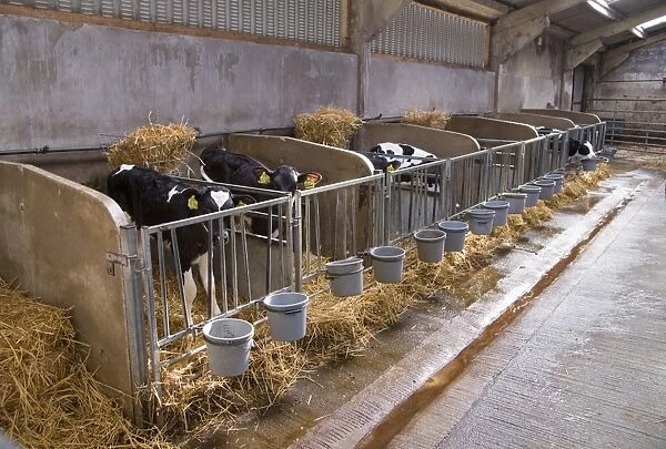 Domestic Cattle, Holstein dairy calves, standing in pens inside barn, Feizor, North Yorkshire, England, October