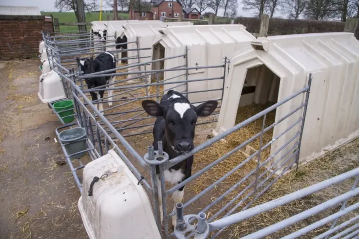 Framed Print : Domestic Cattle, Holstein dairy calves, standing in calf hutches, Cheshire, England, January