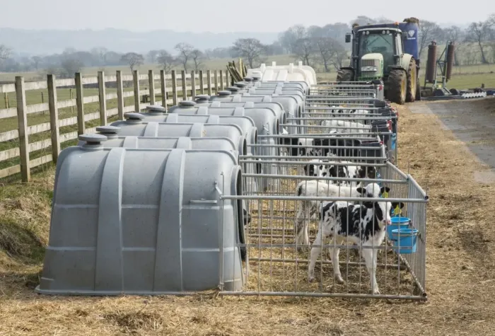Framed Print : Domestic Cattle, Holstein dairy calves, standing in plastic calf hutches on dairy farm, Lancashire, England, April