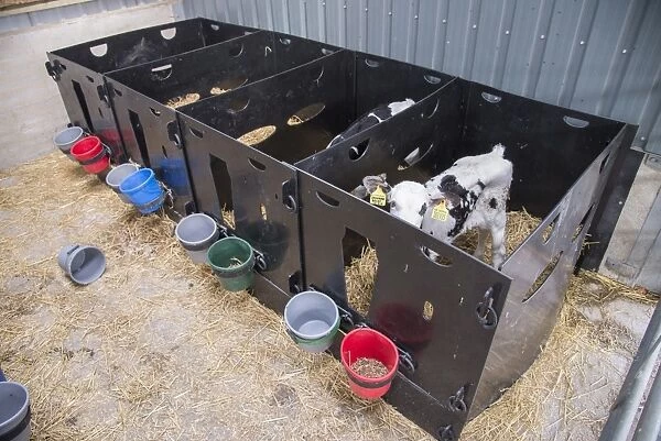 Domestic Cattle, Holstein dairy calves, standing in plastic pens, Preston, Lancashire, England, August