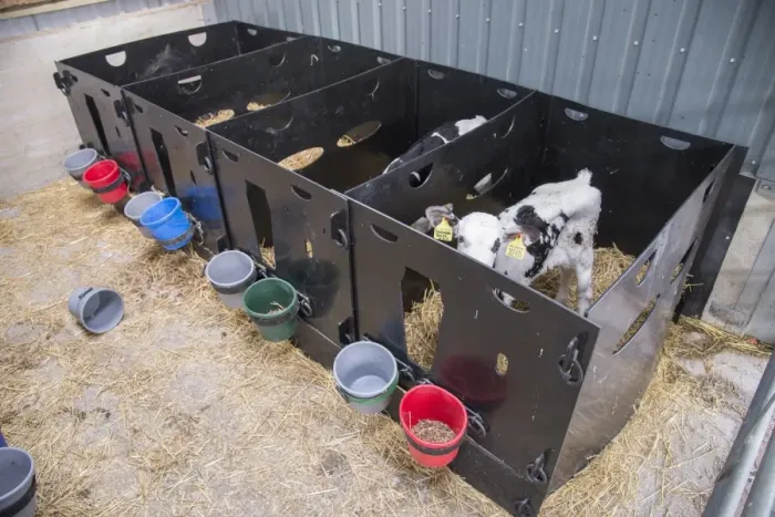 Framed Print : Domestic Cattle, Holstein dairy calves, standing in plastic pens, Preston, Lancashire, England, August Framed Print : Domestic Cattle, Holstein dairy calves, standing in plastic pens, Preston, Lancashire, England, August