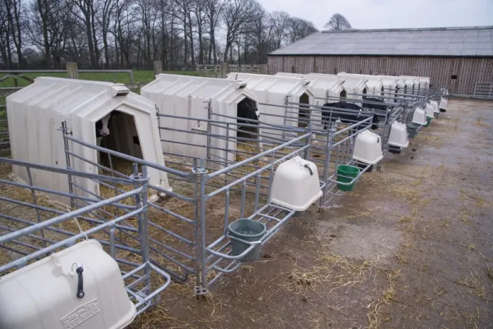 Framed Print : Domestic Cattle, Holstein dairy calves, standing in calf hutches, Cheshire, England, January Framed Print : Domestic Cattle, Holstein dairy calves, standing in calf hutches, Cheshire, England, January