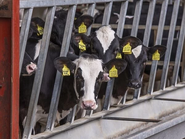 Domestic Cattle, Holstein dairy calves, with ear tags, at feed barrier, Preston, Lancashire, England, August