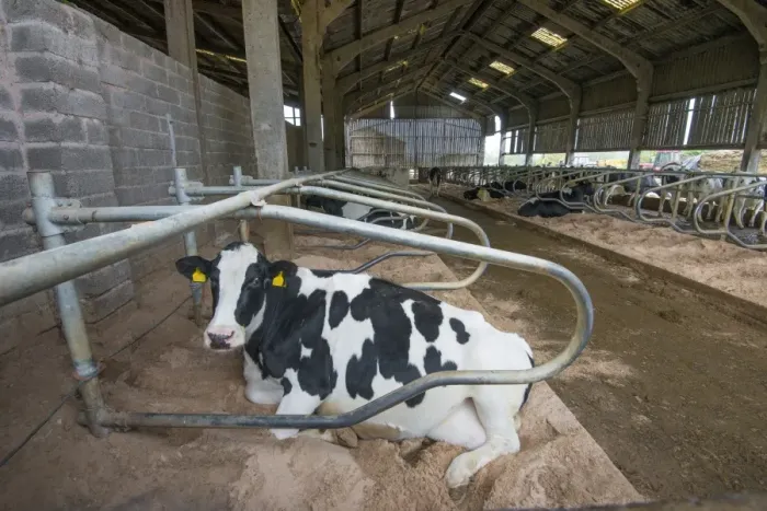 Framed Print : Domestic Cattle, Holstein dairy cow, laying on deep sand bedded cubicle in housing, Warwickshire, England, November Framed Print : Domestic Cattle, Holstein dairy cow, laying on deep sand bedded cubicle in housing, Warwickshire, England, November