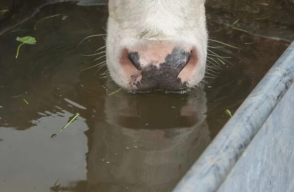Domestic Cattle, Holstein dairy cow, close-up of muzzle, drinking from water trough in pasture, Cheshire, England