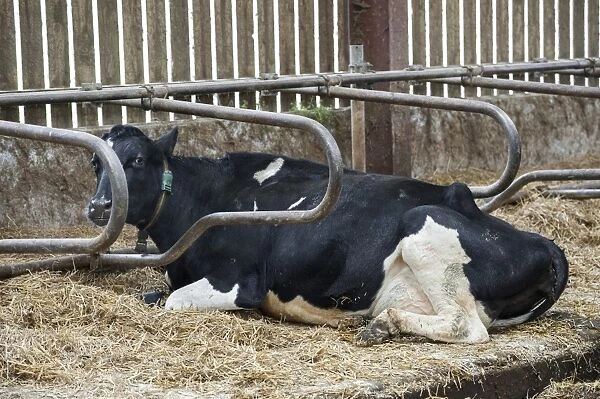 Domestic Cattle, Holstein dairy cow, laying on memory foam, latex mattress in cubicle house, Cheshire, England, January