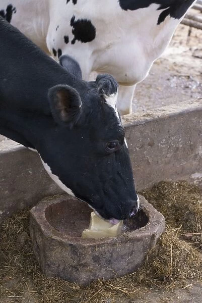 Domestic Cattle, Holstein dairy cow, close-up of head, using mineral lick at feed barrier in cubicle house, Mold