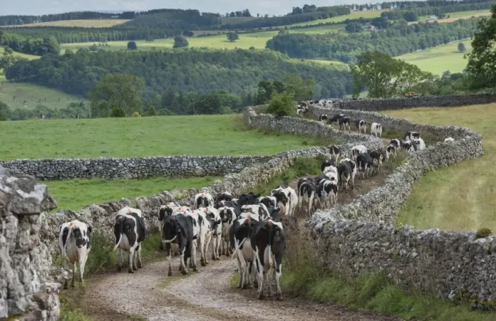 Framed Print : Domestic Cattle, Holstein dairy cows, herd coming in for milking, walking along track beside drystone walls, Penrith