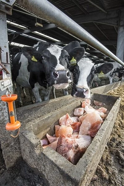 Domestic Cattle, Holstein dairy cows, licking rock salt in cubicle house, Staffordshire, England, November