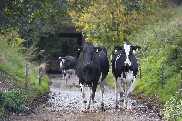 Domestic Cattle, Holstein dairy cows, coming in along track for day milking, Staffordshire, England, November