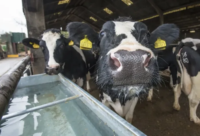 Framed Print : Domestic Cattle, Holstein dairy cows, standing in housing with clean water trough, Warwickshire, England, November