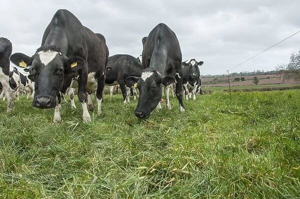 Domestic Cattle, Holstein dairy cows, herd grazing beside electric fence in pasture, Shropshire, England, April