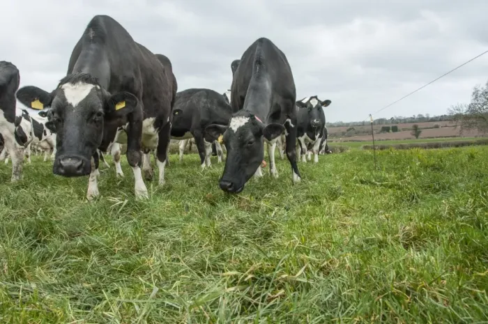 Framed Print : Domestic Cattle, Holstein dairy cows, herd grazing beside electric fence in pasture, Shropshire, England, April Framed Print : Domestic Cattle, Holstein dairy cows, herd grazing beside electric fence in pasture, Shropshire, England, April