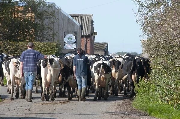Domestic Cattle, Holstein dairy cows, farmers bringing herd in for milking, Hutton, Preston, Lancashire, England, september