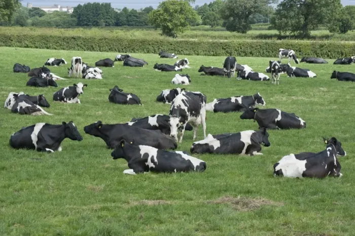 Framed Print : Domestic Cattle, Holstein dairy cows, herd grazing and resting in pasture, Flintshire, North Wales, july Framed Print : Domestic Cattle, Holstein dairy cows, herd grazing and resting in pasture, Flintshire, North Wales, july