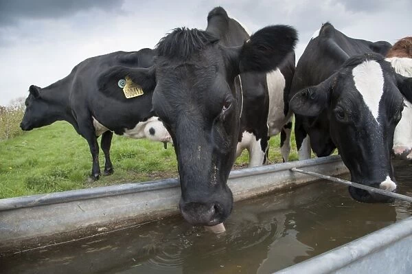 Domestic Cattle, Holstein dairy cows, herd drinking from water trough in pasture, Cheshire, England, april