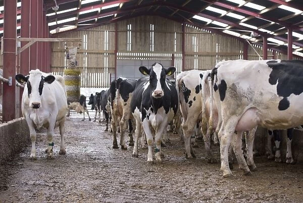 Domestic Cattle, Holstein dairy cows, herd in cubicle house with cow brush, Mold, Flintshire, North Wales, December