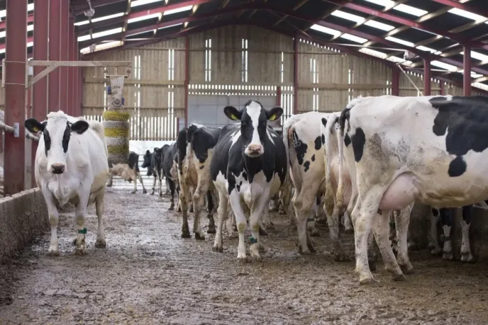 Framed Print : Domestic Cattle, Holstein dairy cows, herd in cubicle house with cow brush, Mold, Flintshire, North Wales, December Framed Print : Domestic Cattle, Holstein dairy cows, herd in cubicle house with cow brush, Mold, Flintshire, North Wales, December