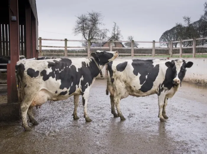 Framed Print : Domestic Cattle, Holstein dairy cows, showing signs of being on heat outside cubicle house, Cheshire, England, January Framed Print : Domestic Cattle, Holstein dairy cows, showing signs of being on heat outside cubicle house, Cheshire, England, January