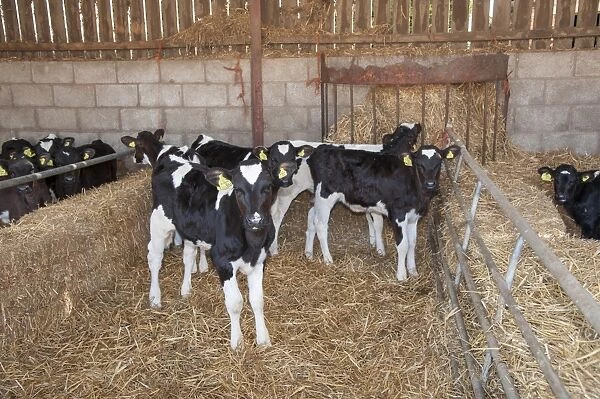 Domestic Cattle, Holstein Friesian calves, standing on straw bedding in calf pen, Shropshire, England, March