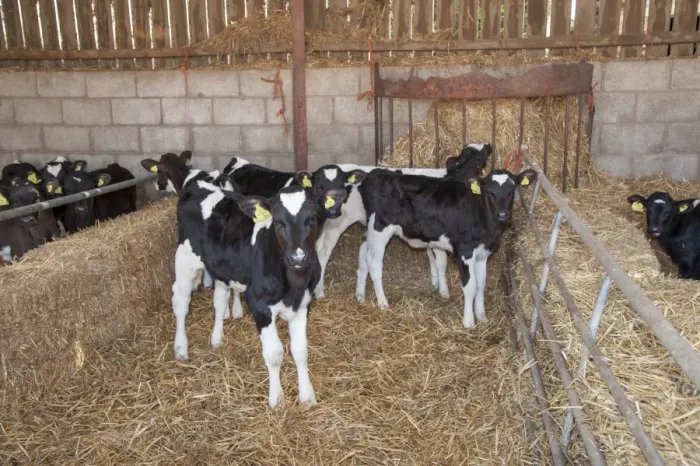 Framed Print : Domestic Cattle, Holstein Friesian calves, standing on straw bedding in calf pen, Shropshire, England, March Framed Print : Domestic Cattle, Holstein Friesian calves, standing on straw bedding in calf pen, Shropshire, England, March