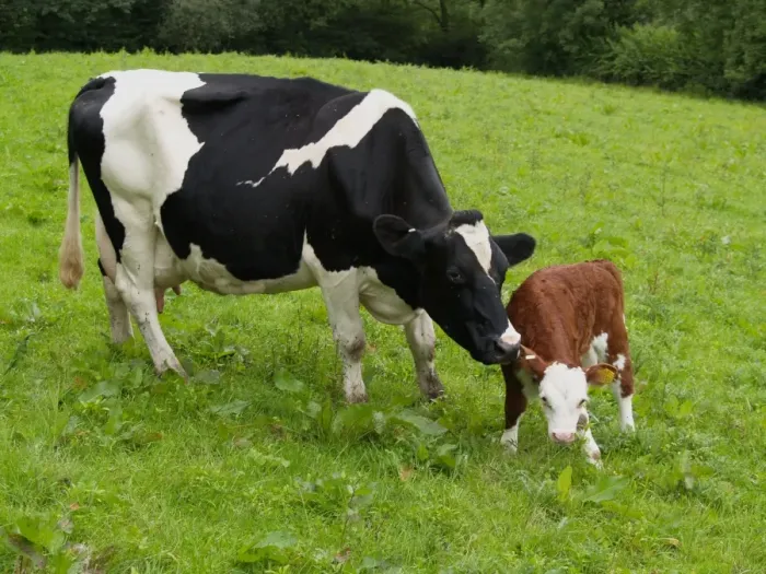Framed Print : Domestic Cattle, Holstein Friesian cow with Hereford cross calf, standing in pasture, Devon, England Framed Print : Domestic Cattle, Holstein Friesian cow with Hereford cross calf, standing in pasture, Devon, England