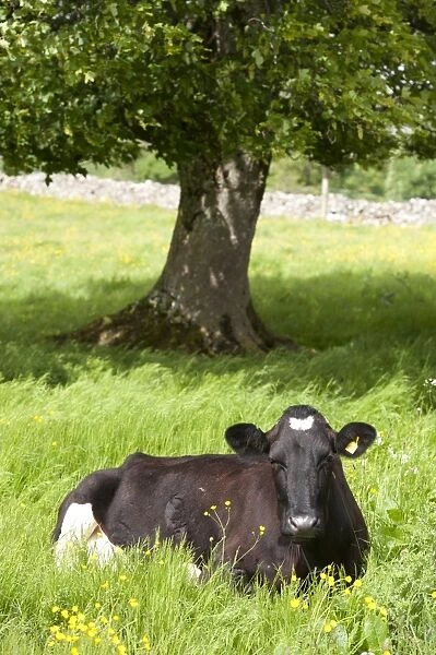 Domestic Cattle, Holstein Friesian dairy cow, resting in pasture with tree, Cumbria, England, June