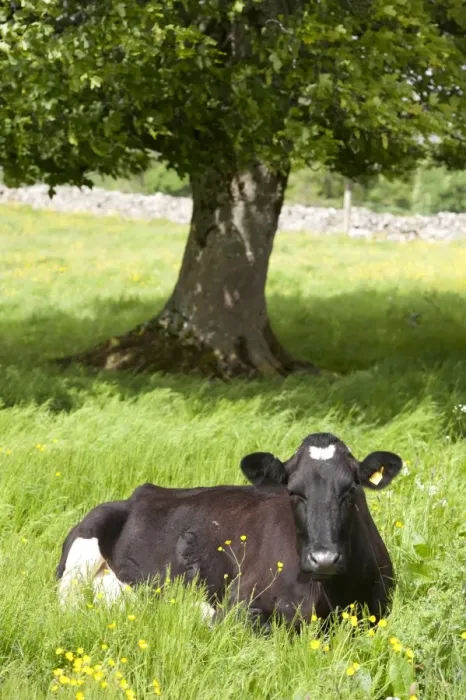 Framed Print : Domestic Cattle, Holstein Friesian dairy cow, resting in pasture with tree, Cumbria, England, June Framed Print : Domestic Cattle, Holstein Friesian dairy cow, resting in pasture with tree, Cumbria, England, June