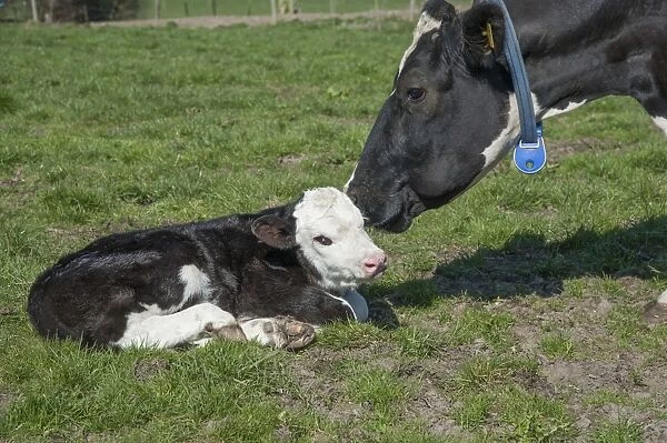Domestic Cattle, Holstein Friesian dairy cow, wearing transponder collar, with newborn Hereford cross calf, Shropshire