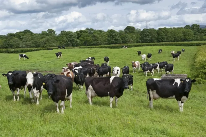 Framed Print : Domestic Cattle, Holstein Friesian dairy cows, herd standing in pasture, Cumbria, England, June Framed Print : Domestic Cattle, Holstein Friesian dairy cows, herd standing in pasture, Cumbria, England, June