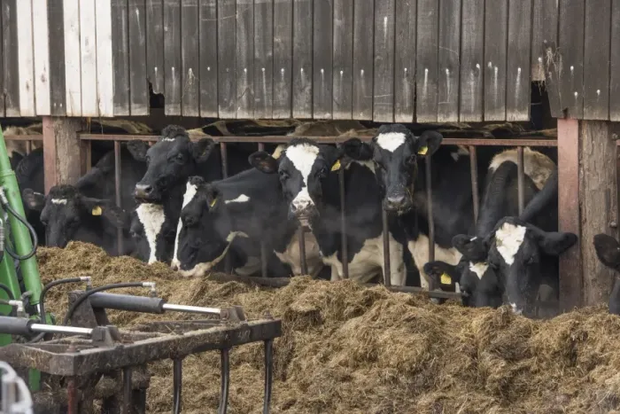 Framed Print : Domestic Cattle, Holstein Friesian dairy cows, herd feeding on silage at feed barrier, Church Brough, Kirkby Stephen Framed Print : Domestic Cattle, Holstein Friesian dairy cows, herd feeding on silage at feed barrier, Church Brough, Kirkby Stephen